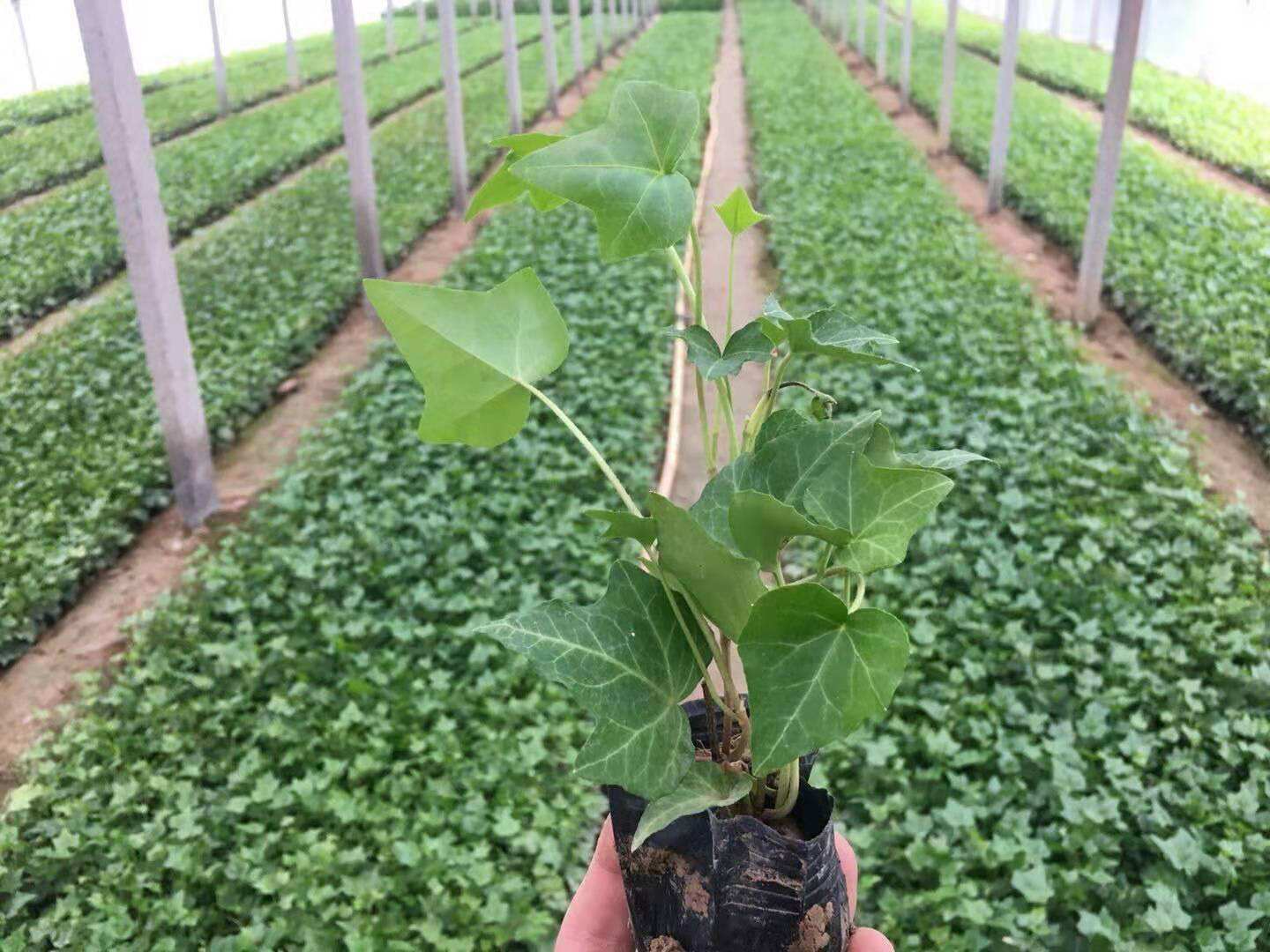 土壤養分分析系統在智慧農業及農業示范區中的應用方案